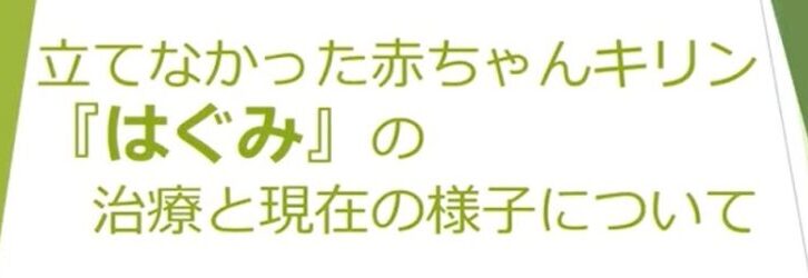 【安佐動物公園】キリンのはぐみ 後ろ脚の障害を乗り越えた成長記録