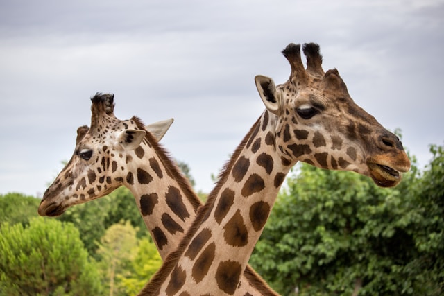 安佐動物公園 2024秋まつりおすすめホテル・イベント情報