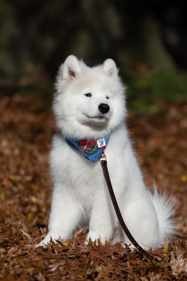 サモエド子犬を飼う際の具体的な注意点